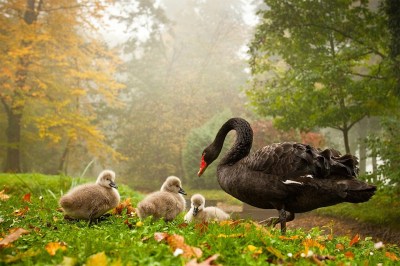 black-swan-with-babies%2B%25281%2529.jpg