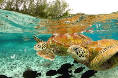 green-sea-turtles-bora-bora.jpg