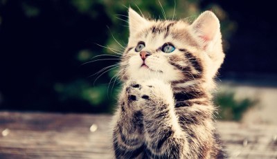 praying-kitty.jpg