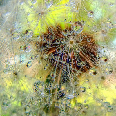 dandelion+1.jpg