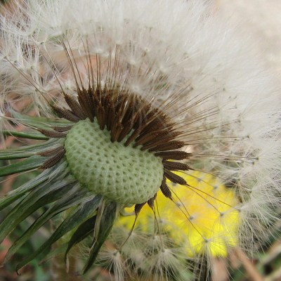 dandelion+16.jpg