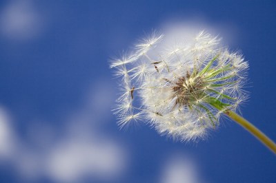 dandelion+18.jpg