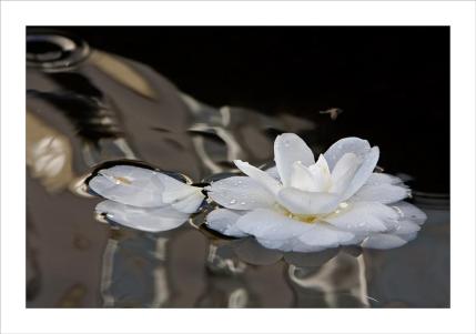 126427_5b51ee1f9c727f3855dc5da971f9021a_large1